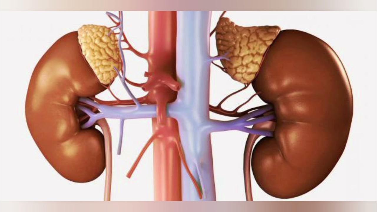 Джина карано порно rv