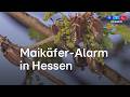 500 Millionen Maikäfer sind in diesen Tagen unterwegs. Welchen Schaden sie anrichten…