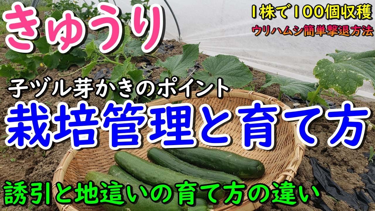 まがったキュウリ YouTube