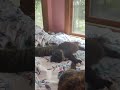 Summer My Babies Favs Place To Take A Nap Still My Bedroom Naptime Cats Babies Summer Summer My Babies Favs Place To Take A Nap Still My Bedroom Naptime Cats Babies Summer