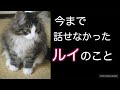 【今まで辛くて話せなかった話】類（ルイ）ノルウェージャンフォレストキャット