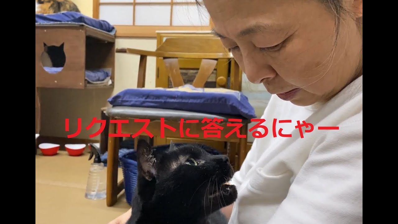 魔女の宅急便】日本語が分かる黒猫ジジくん - YouTube