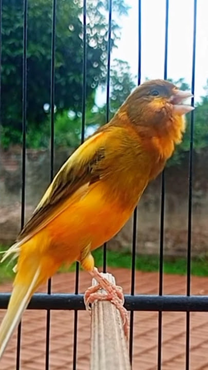 Kenari ngeroll panjang #kenari #kenarigacor #masterankenari2in1 #pancingankenaripaud #kicaumania