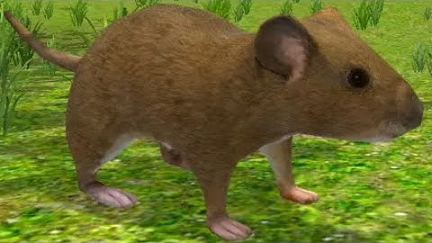 Mouse Simulator | Android Gameplay | By Avelog Android/iOS Episode 1HD