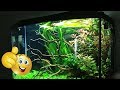 Inspirational Fish Tank Set Ups Episode 2