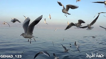 أولم يروا إلى الطير فوقهم صافات ويقبضن .. الآية/ #تركيا