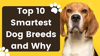 Top 10 Smartest Dog Breeds and Why