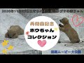 ホッキョクグマの赤ちゃん ホウちゃんコレクション【天王寺動物園】