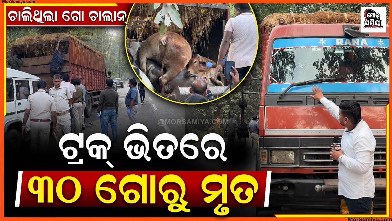 ଗୋ ଚାଲାଣ ଟ୍ରକ୍ ରେ ମରିଗଲେପାଖାପାଖି ୩୦ ଗୋରୁ ଦଶପଲ୍ଲାରୁ ବାଣିଗୋଛା ଭିତରେ ଥିବାର ସାଳଭଙ୍ଗା ଜଙ୍ଗଳ ରେହେଇଛି ଏନ୍ତା