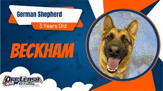 German Shepherd ~ Beckham~Off Leash K9 Training Maryland~ 2 Week Board & Train Program by Off Leash K9 Training Maryland 39 views 2 months ago 8 minutes, 54 seconds