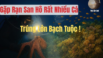 Cảnh quay hiếm thấy: Rạn san hô tuyệt đẹp và bạch tuộc giữa biển đêm Lagi | Thợ Lặn Lagi