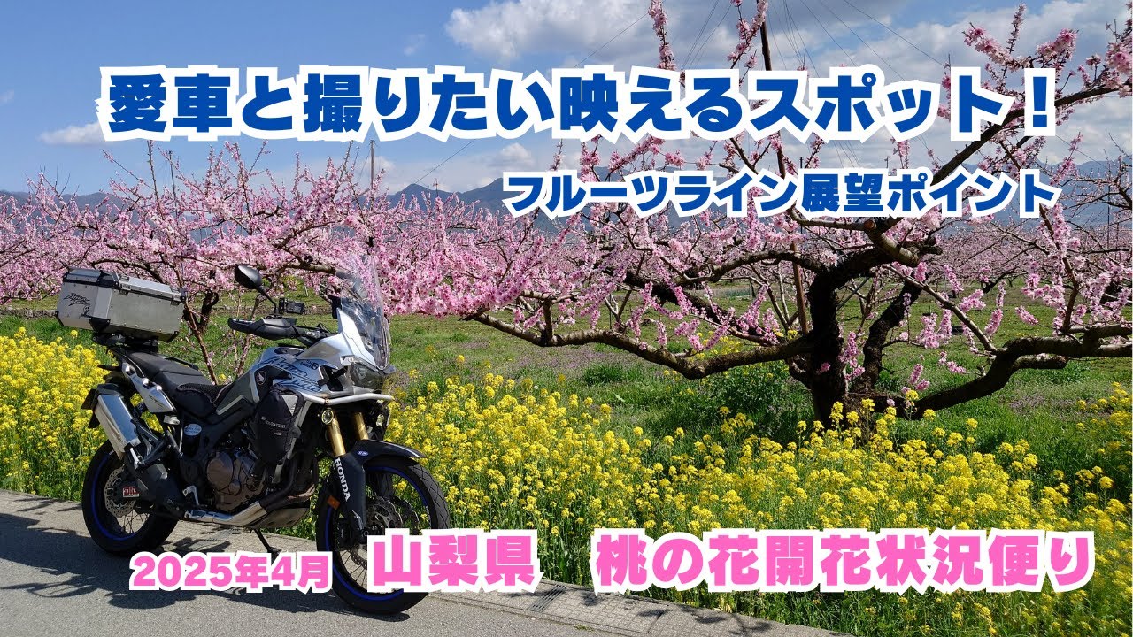 【2025年最新】もうすぐ見頃！愛車と撮りたい！山梨県 桃の花開花状況便り！＃旅好きライダーチャンネル＃レブル＃アフリカツイン＃クロスカブ＃山梨県＃桃の花＃桜＃フルーツライン
