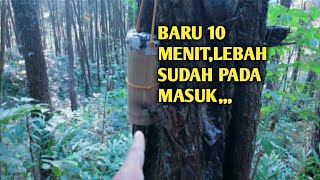 Tips Baru Cara Cepat Memancing Lebah madu Trigona agar cepat Masuk sarang buatan dengan log bambu