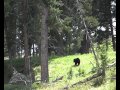 Rosie bear defends her cubs against 2 male bears Part 1