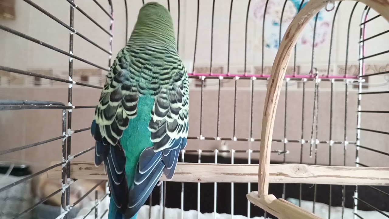 Mutlu Bir Muhabbet Kuşu İçin Günde Sadece 15 Dakika! 🐦 Her Gün Dinlet, Sevgiyle Bağlansın