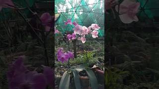 #SNGP#lotus and #orchid flower## garden#mumbai #shorts#trendingsong