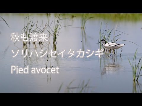 【秋も渡来】ソリハシセイタカシギ Pied avocet