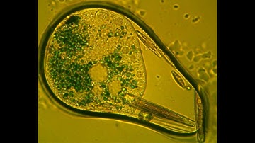 MT_45.mp4 Save the Water  Microorganism Microscope Video