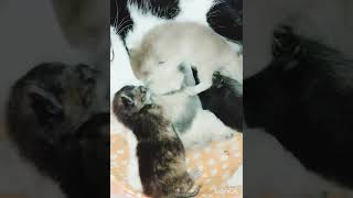 gerakan lucu & menggemaskan dari anak kucing saat berebut susu induk nya#67#sayangkucing