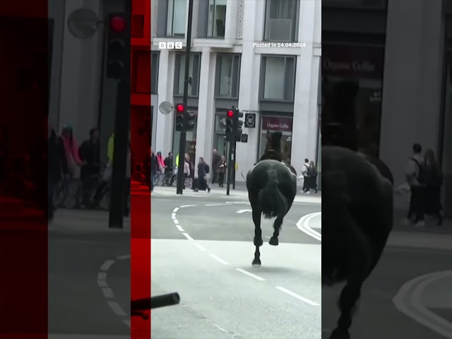 Runaway horses race through London, as several people hurt. #Shorts #Horses #London