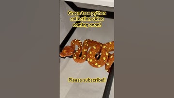 Amazing BLUE/HY Designer Green Tree Python #arboreal #reptiles #chondro #greentreepython #herps