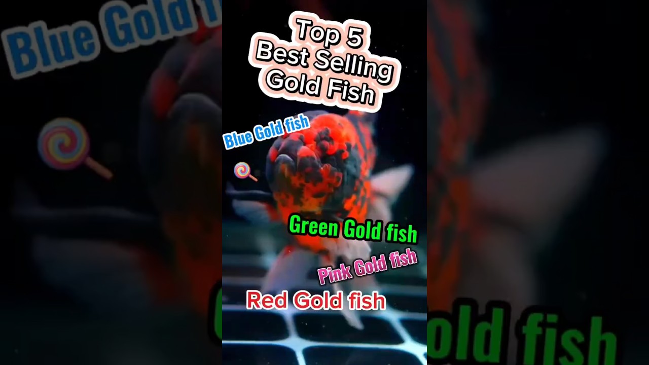 Top 5 Best Selling Goldfish in the USA 
