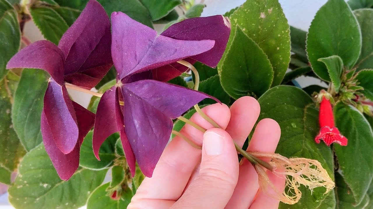 👉YAPRAKTAN UYKU YONCASI (OXALİS) ÇOĞALTMA🎊BALKON ÇİÇEKLERİMİN SON DURUMLARI❤️#vlog#flowers#keşfet