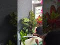 My balcony garden is a community scenic spot