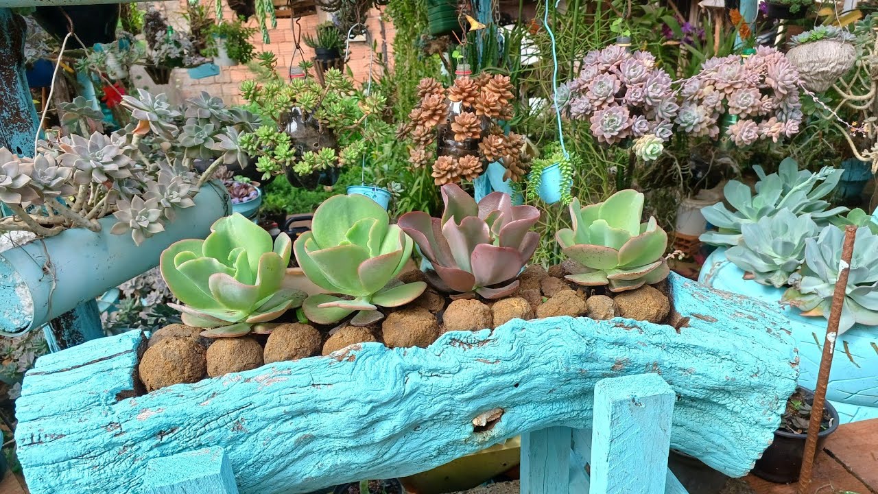 Replantei minha  famosa orelha de elefante 🐘 