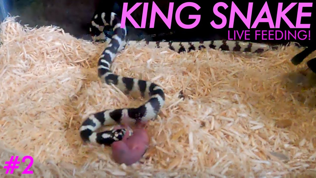 Photo inspiration: Fresh Look at Live Feeding Young King Snake Awkwardly Kills And Eats A