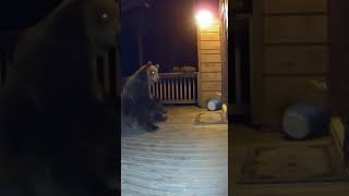 Download Lagu The bear saw a ghost MP3