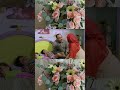 عايزة ورد يا ابراهيم mp3