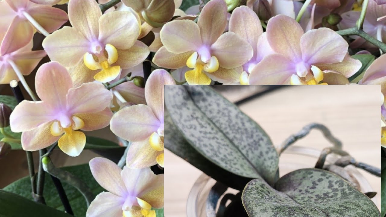 Посадка и выращивание орхидеи Скентион (Scention)