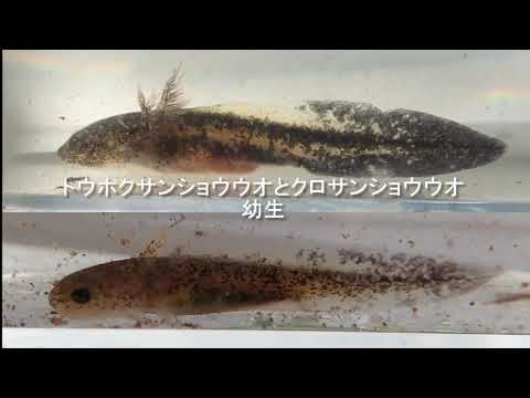トウホクサンショウウオとクロサンショウウオの幼生の姿 6 5 Youtube