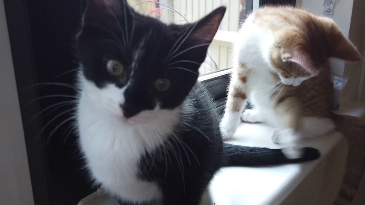 Cats Messing Up The House - YouTube