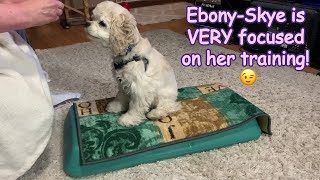 An enjoyable, relaxing day of playing and training with our everfun American Cocker Spaniel puppy!