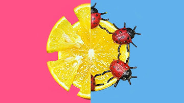 Satisfying Hidden Patterns Inside Tropical Fruit Vegetable 🍊🌽🥭