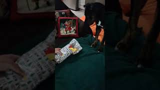 Puppy Gets His First Christmas Gift!