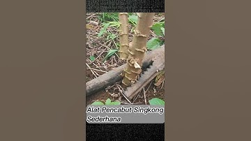 Alat Cabut Singkong Sederhana #trending #short #pertanian #petanisingkong