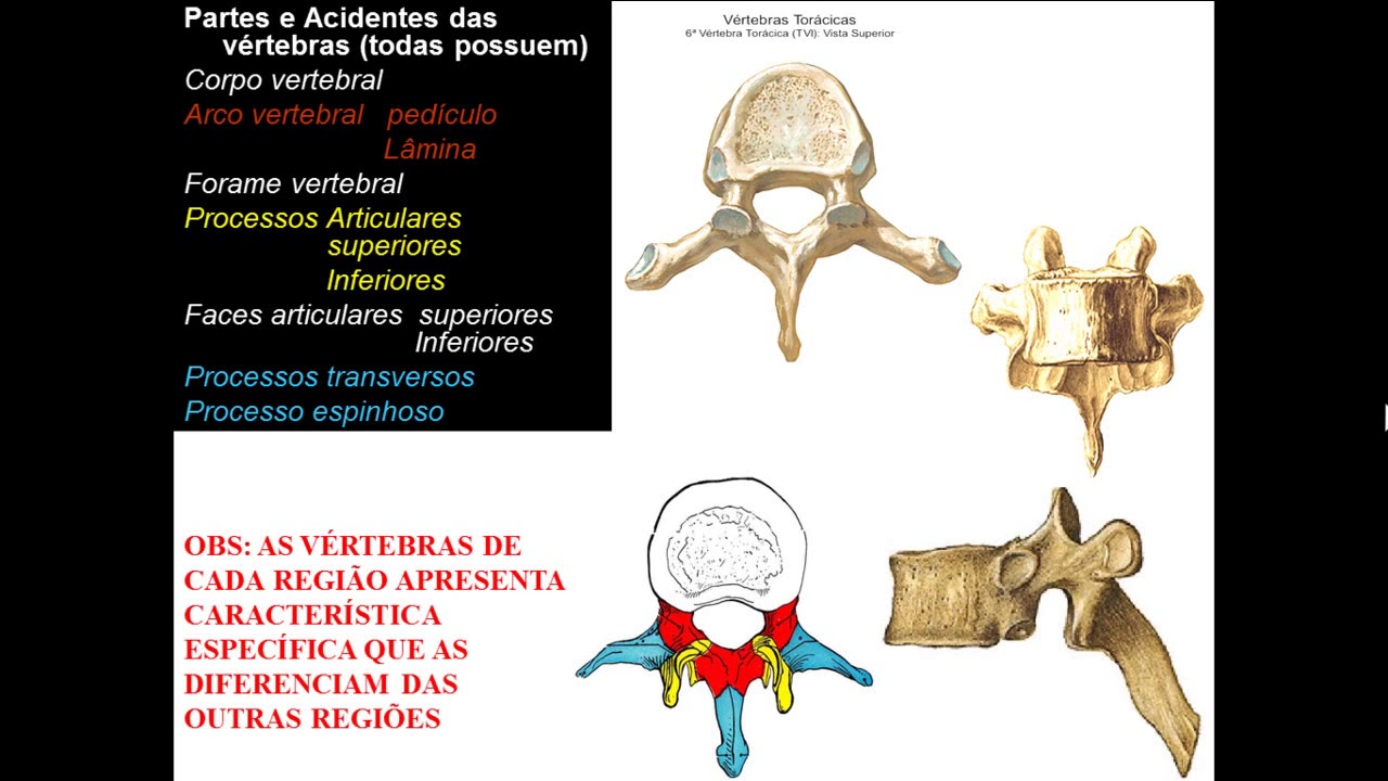 OSSOS DE TRONCO PARTE 2 - CARACTERÍSTICAS VERTEBRAIS POR REGIÃO
