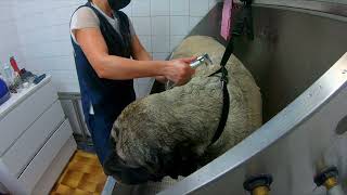 MASSIVE !!  80kg Grooming English Mastiff by Dlakca pet grooming 1,543 views 2 years ago 2 minutes, 53 seconds