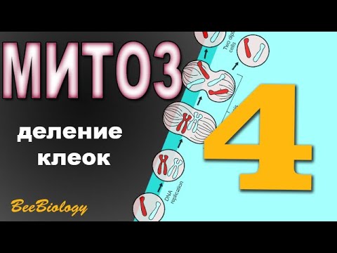 МИТОЗ (без МАТА не разберешься) - деление клеток