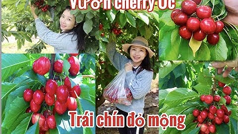 HÁI CHERRY TẠI VƯỜN | DU LỊCH MELBOURNE | CUỘC SỐNG NÔNG THÔN ÚC | LẤY CHỒNG TÂY | Chau Riches