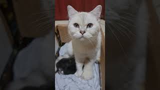 Lucy and kittens by MURPHY & LUCY TURKISH ANGORA CATS 66 views 1 year ago 1 minute, 2 seconds
