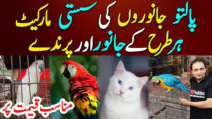 Video 10782321: persian siamese cat, turkish angora, male siamese cat, pets animals, exotic