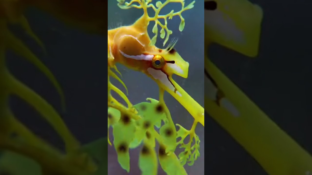 Leafy Sea Dragon – The Ocean Illusionist