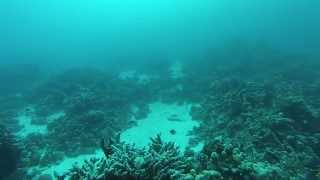 Sting Ray, Hurghada Egypt