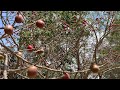 Los arboles llenos de ciruelas rojas