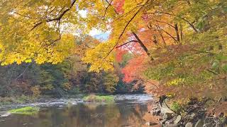 Waterside Serenity