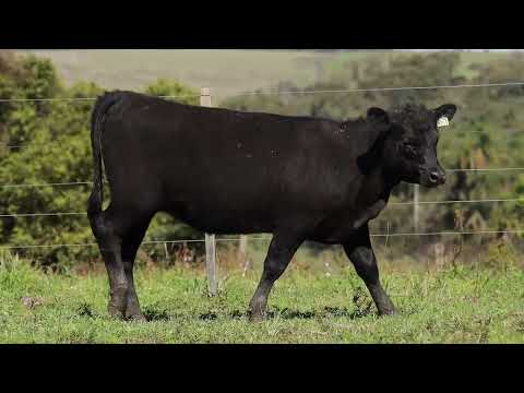 LOTE 14  1265
